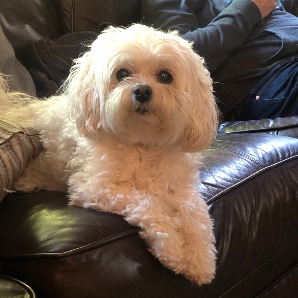 Meet your Posher, Kendall